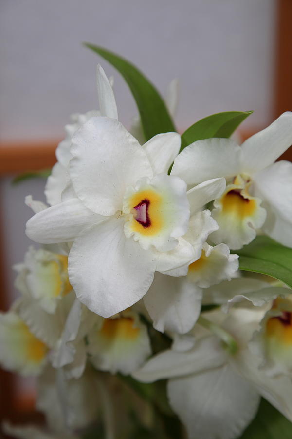 Garden Photograph - Orchids - US Botanic Garden - 01133 by DC Photographer