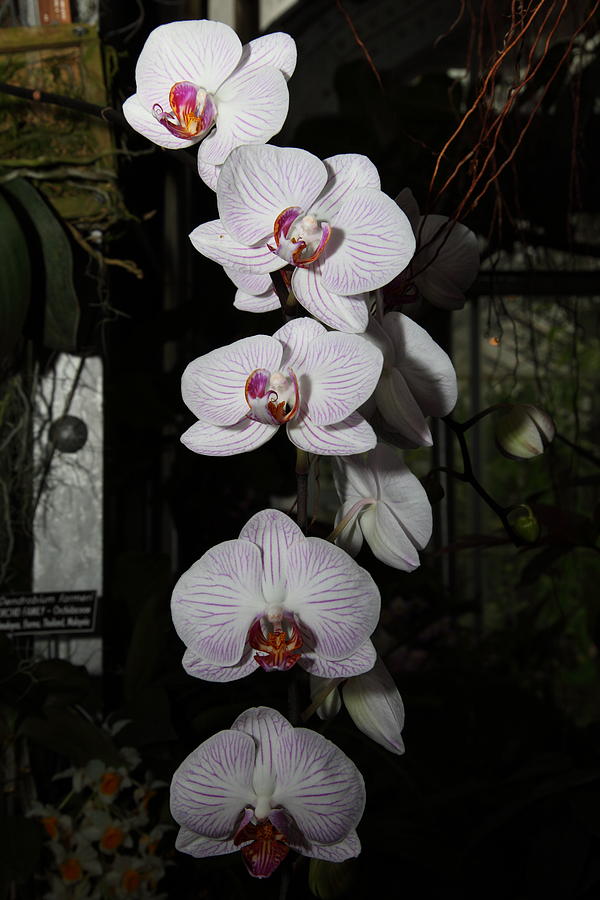 Garden Photograph - Orchids - US Botanic Garden - 011335 by DC Photographer