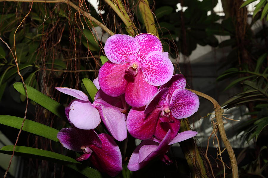 Garden Photograph - Orchids - US Botanic Garden - 011336 by DC Photographer