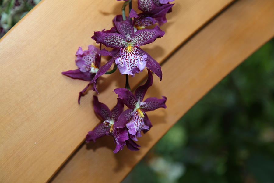 Garden Photograph - Orchids - US Botanic Garden - 01134 by DC Photographer