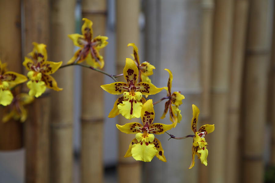 Garden Photograph - Orchids - US Botanic Garden - 011342 by DC Photographer