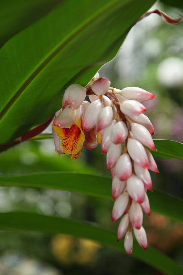 Garden Photograph - Orchids - US Botanic Garden - 011347 by DC Photographer