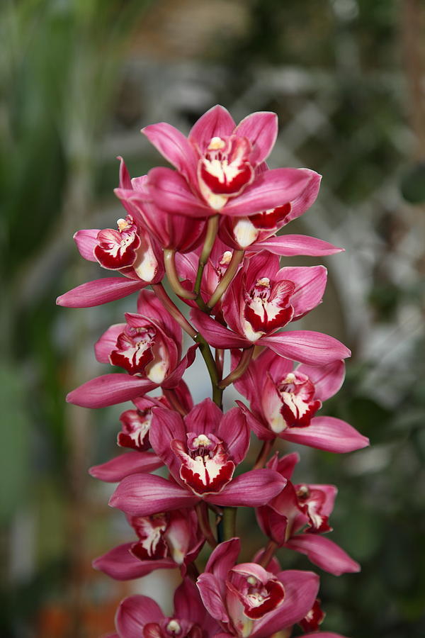 Garden Photograph - Orchids - US Botanic Garden - 011348 by DC Photographer
