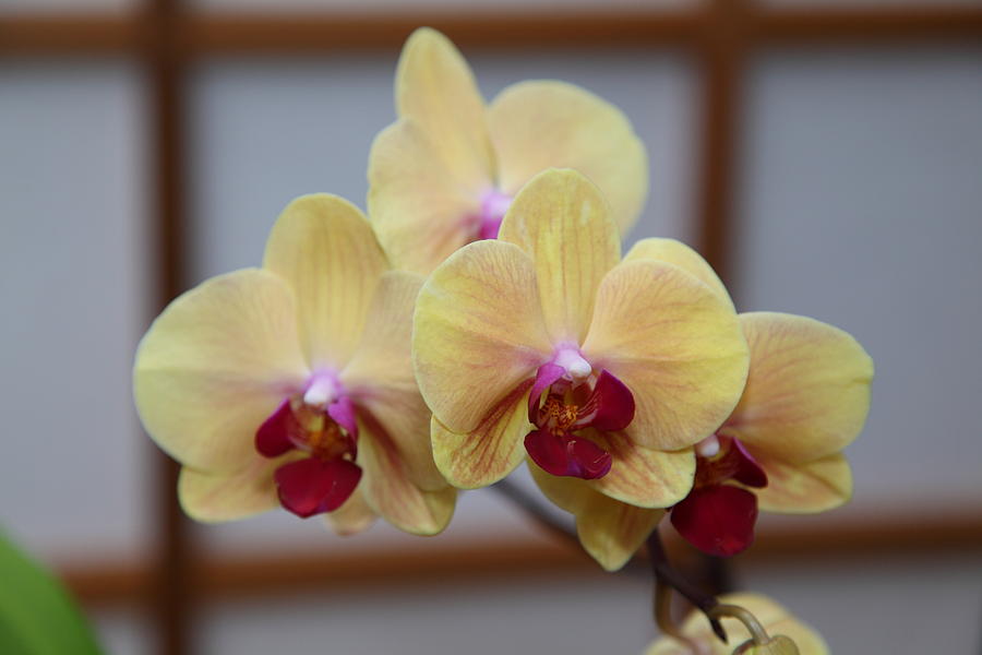 Garden Photograph - Orchids - US Botanic Garden - 011351 by DC Photographer