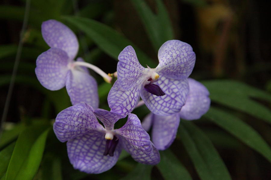 Garden Photograph - Orchids - US Botanic Garden - 011354 by DC Photographer