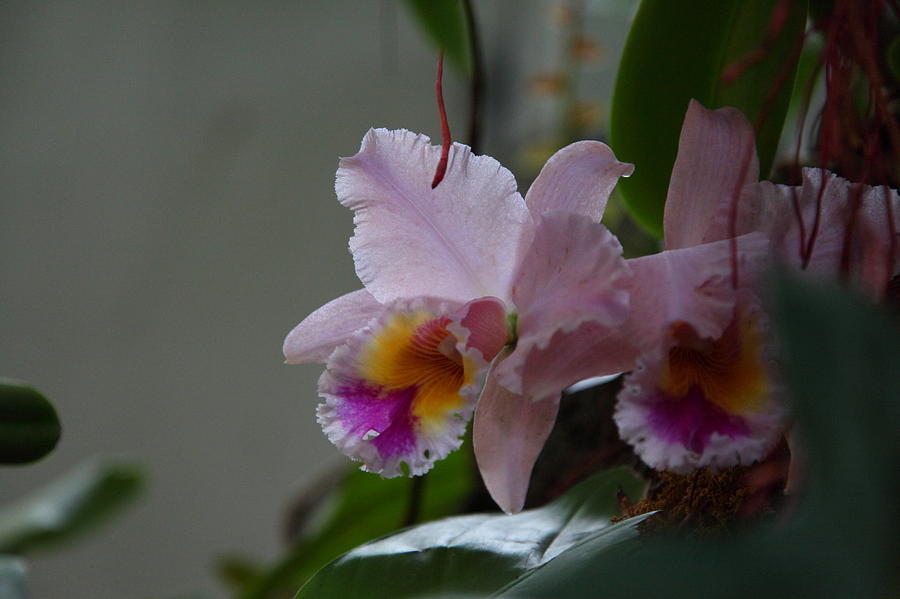 Garden Photograph - Orchids - US Botanic Garden - 011355 by DC Photographer