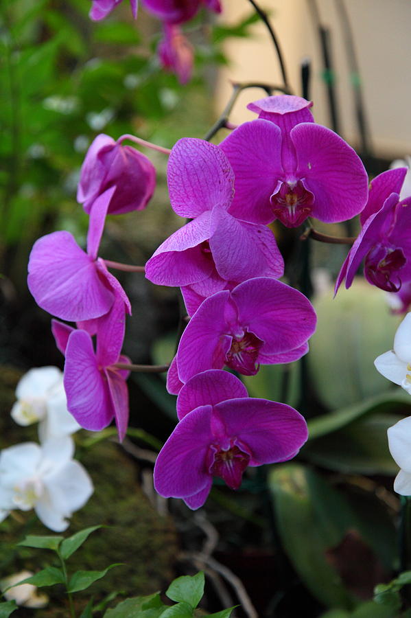 Garden Photograph - Orchids - US Botanic Garden - 011356 by DC Photographer