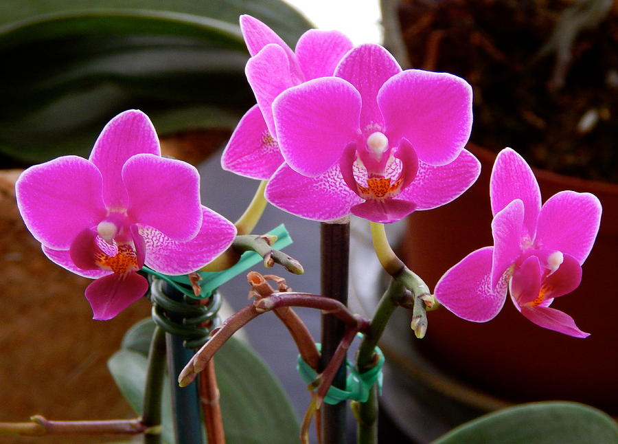 Orchids with New Buds Photograph by Terry Cobb - Fine Art America