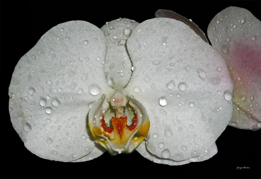 Orchids with water drops 003 Photograph by George Bostian