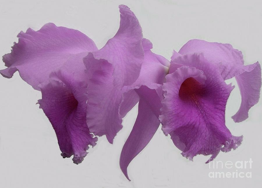 Greek Photograph - Orchis and the Priestess by Barbie Corbett-Newmin