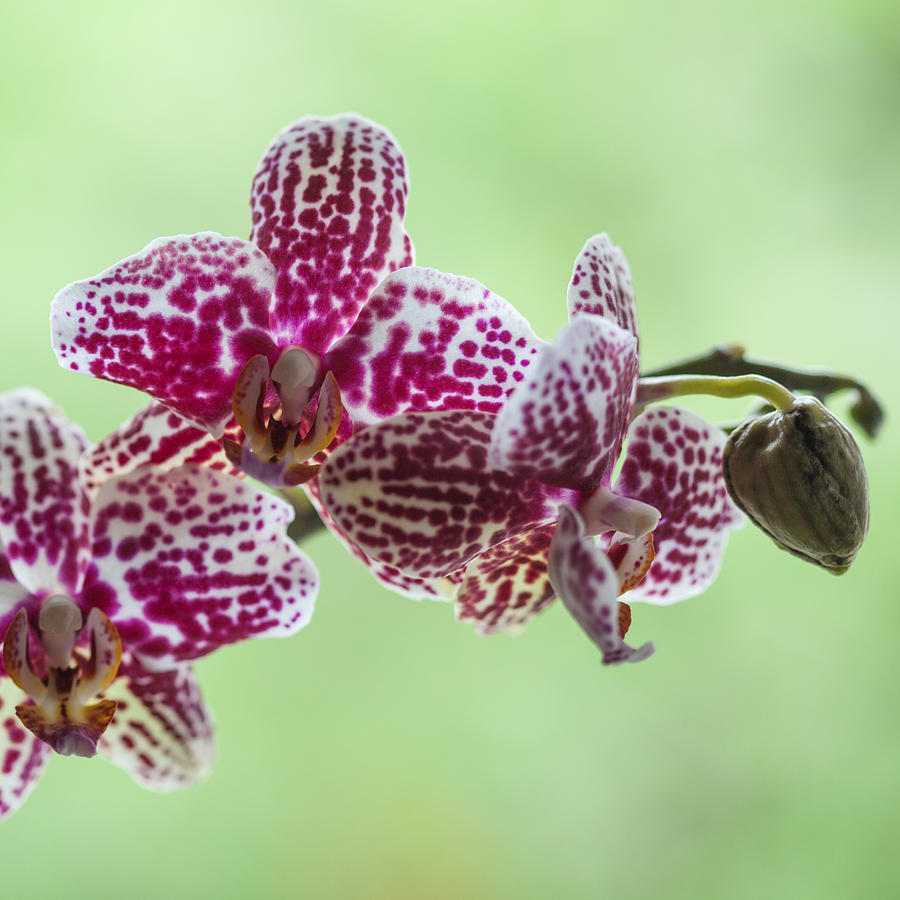 Orchis Red-white Photograph by Ralf Kaiser