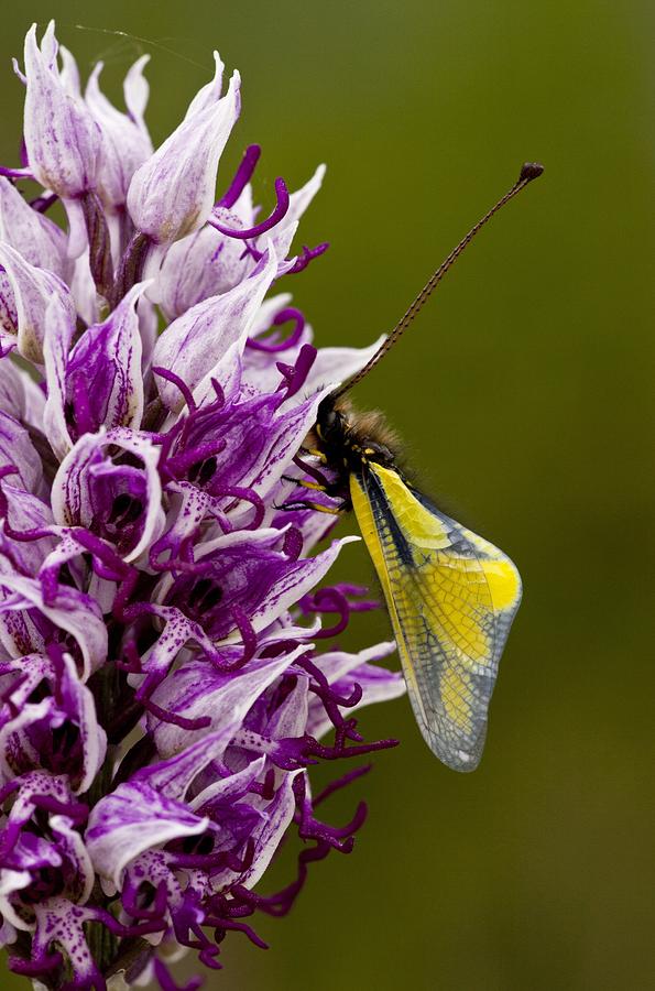 Butterfly Photograph - Orchis simia with butterfly by Science Photo Library