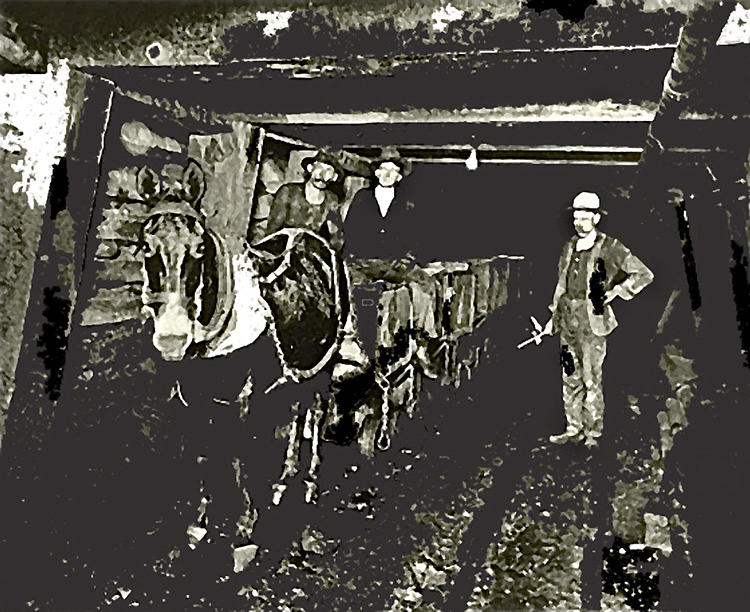 Ore hauling mule underground Holbrook Mine Bisbee Arizona c.1905-2013 Photograph by David Lee Guss