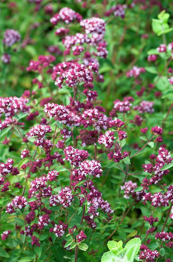 Oregano (origanum Vulgare) Photograph by Sam K Tran/science Photo