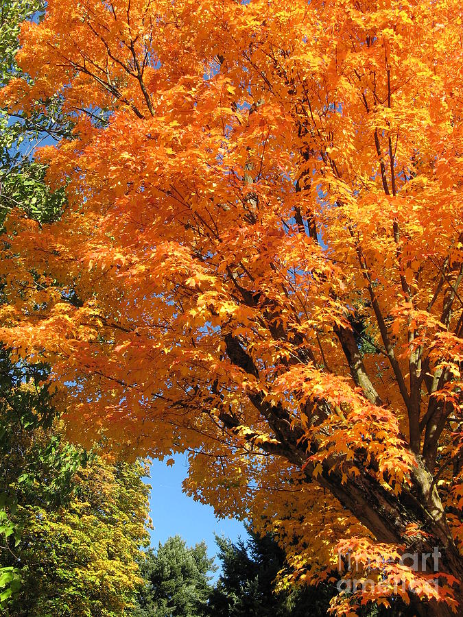 Oregon Autumn Maple Tree Photograph by Mars Besso
