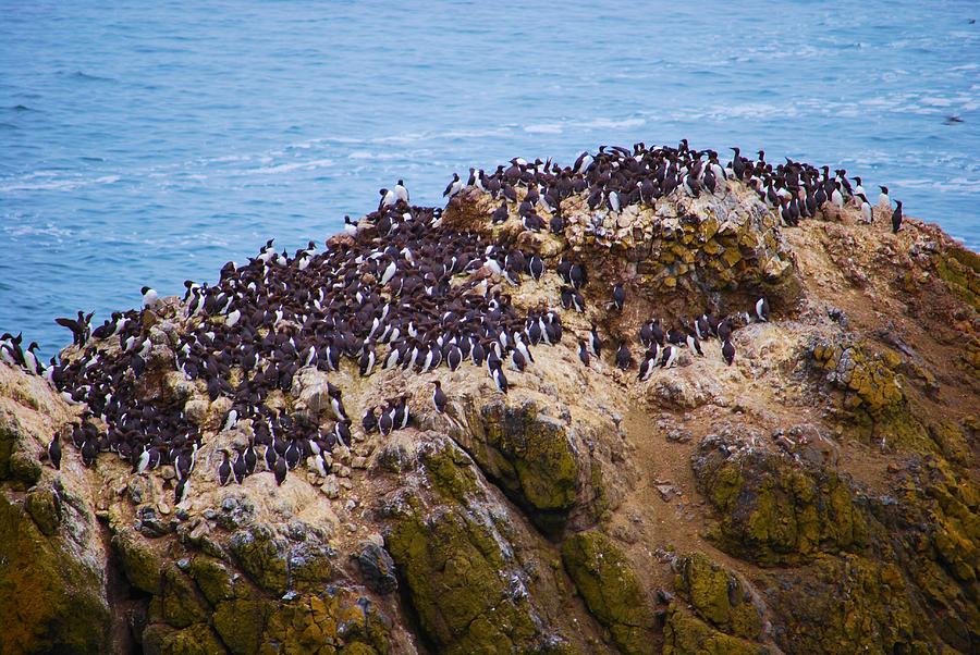 Oregon Coast Birds Photograph By Nancy Jenkins - Fine Art America