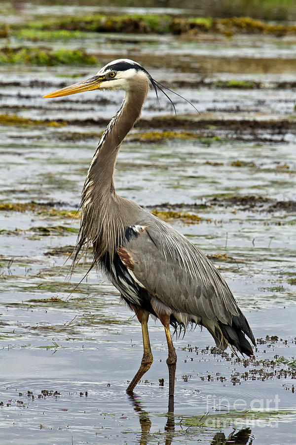 Oregon Coast Great Blue Heron Photograph by Carrie Cranwill