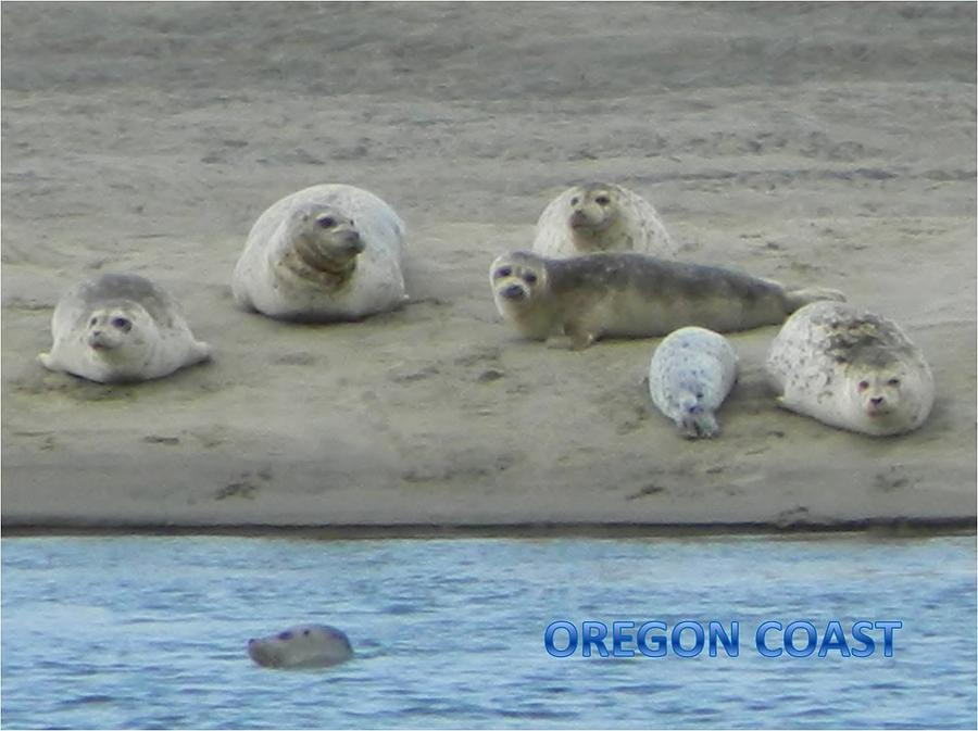 Oregon Coast Seals Photograph by Gallery Of Hope 