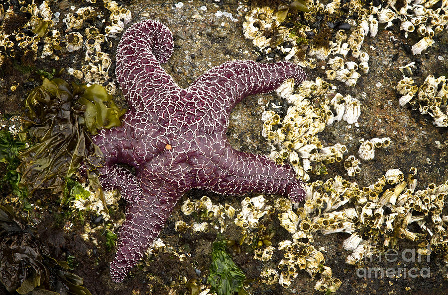 Oregon Coast Starfish Photograph by Carrie Cranwill