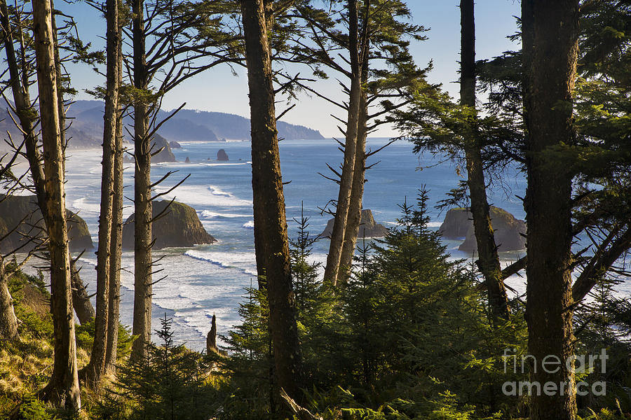 Oregon Coast View Photograph by Brian Jannsen