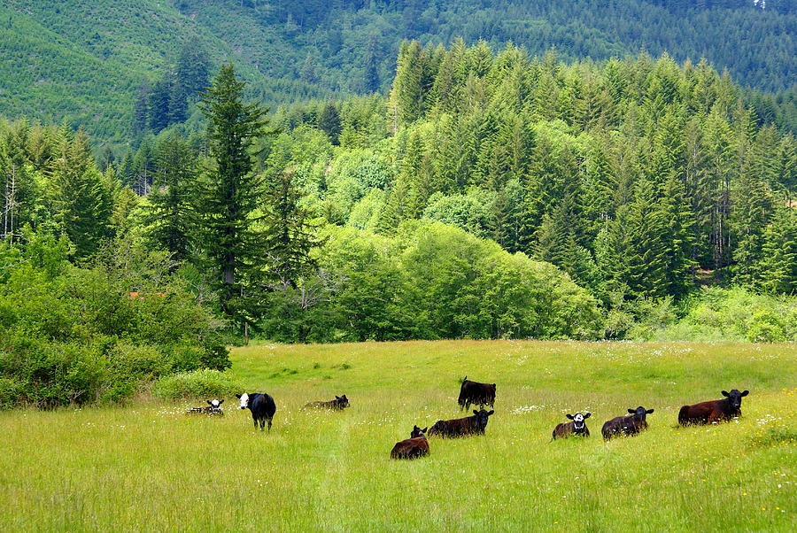 Oregon Cows Photograph by Ben Upham III
