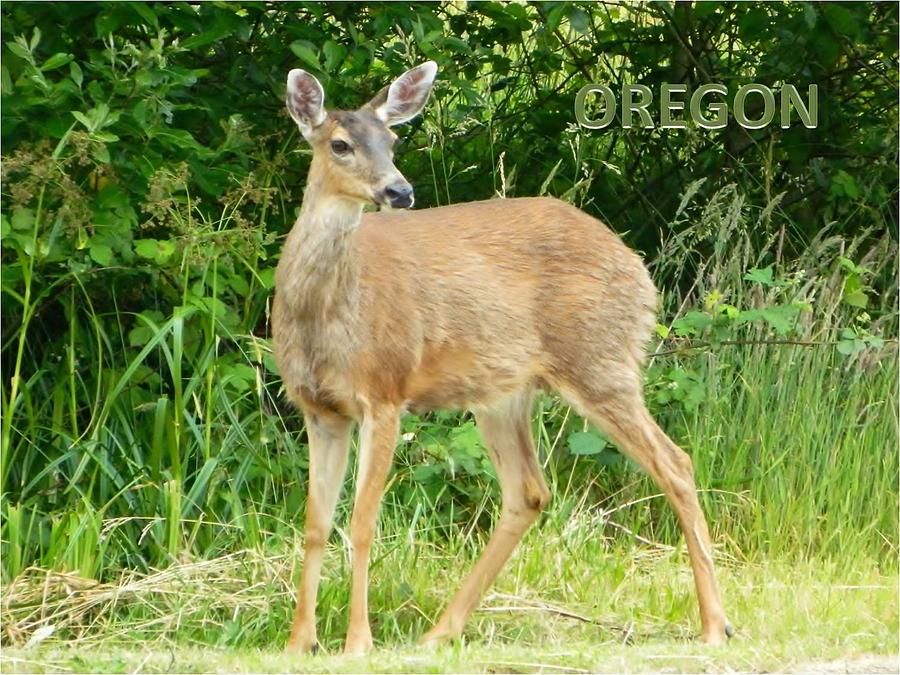 Oregon Deer Photograph by Gallery Of Hope 
