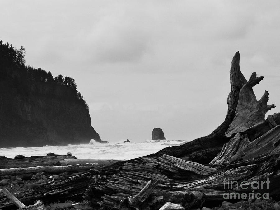 Oregon Driftwood Photograph by Scott Cameron
