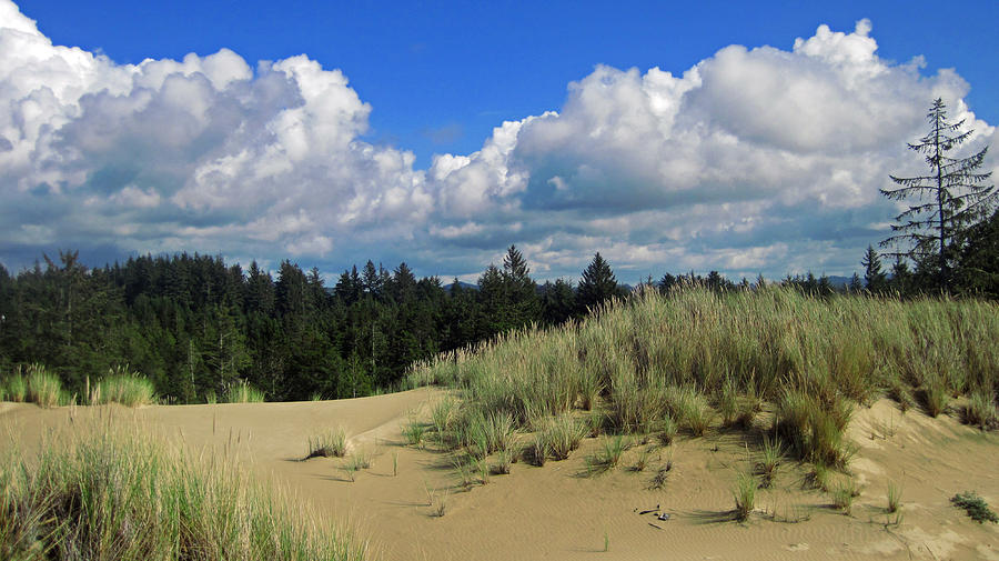 Oregon Dunes 1 Photograph by Lara Ellis