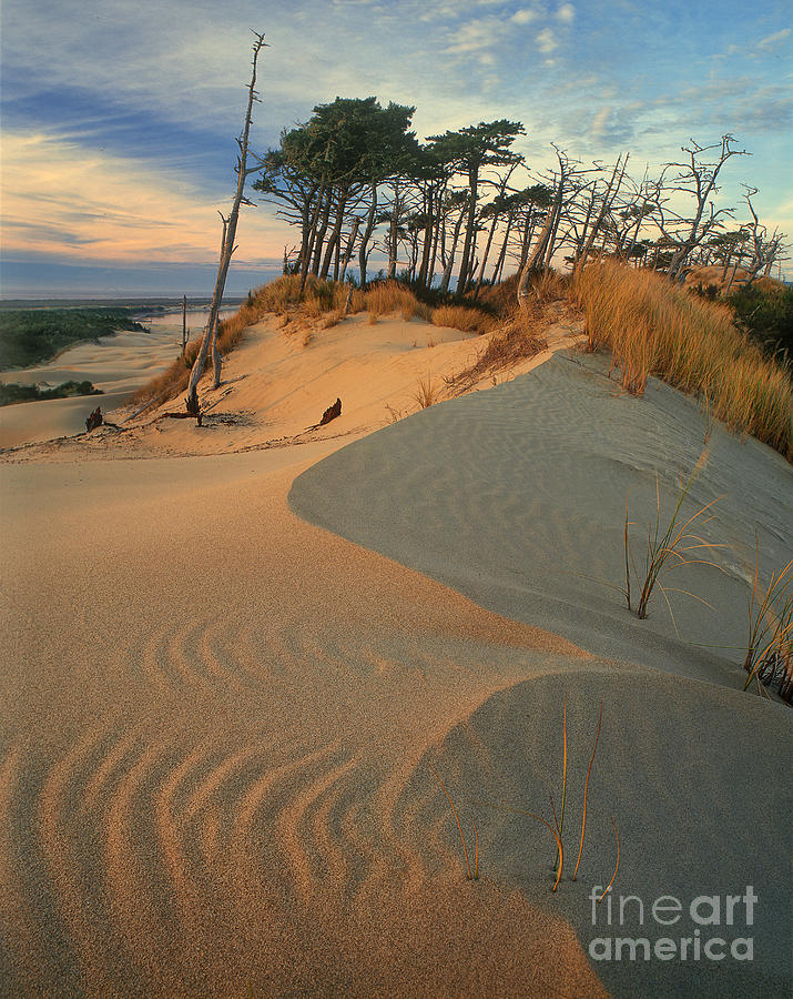 Oregon Dunes National Recreation Area Oregon Photograph by Dave Welling