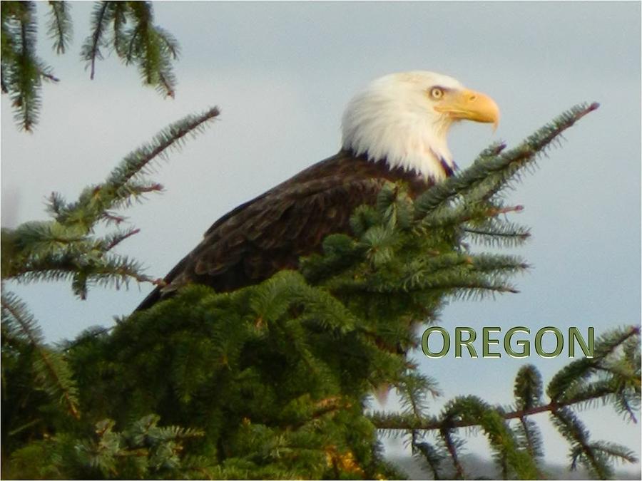 Oregon Eagle Photograph by Gallery Of Hope 