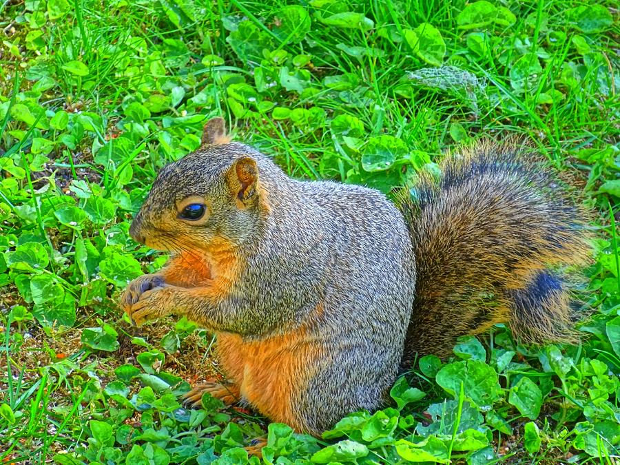 Oregon Eastern Fox Squirrel Photograph by Nick Kloepping