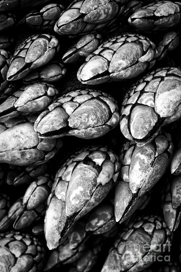 Oregon Gooseneck Barnacles Photograph by Carrie Cranwill