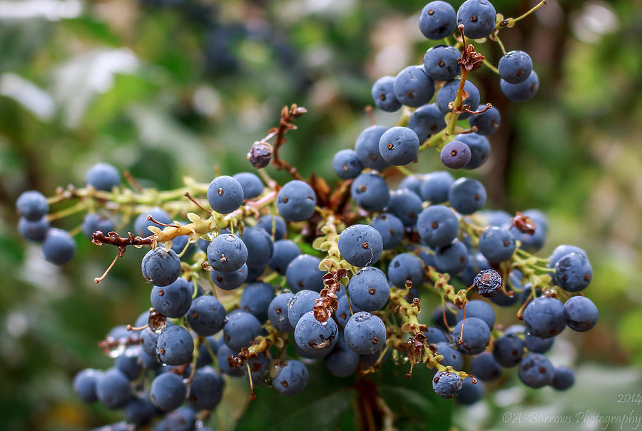 Oregon Grape Photograph by Aaron Burrows