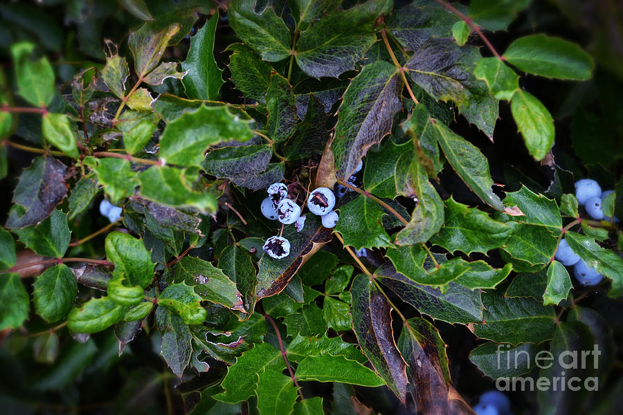 Oregon Grape Photograph by Beverly Guilliams