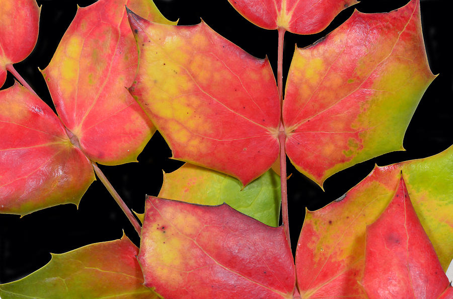 Fall Photograph - Oregon Grape Leaves by Phil And Karen Rispin