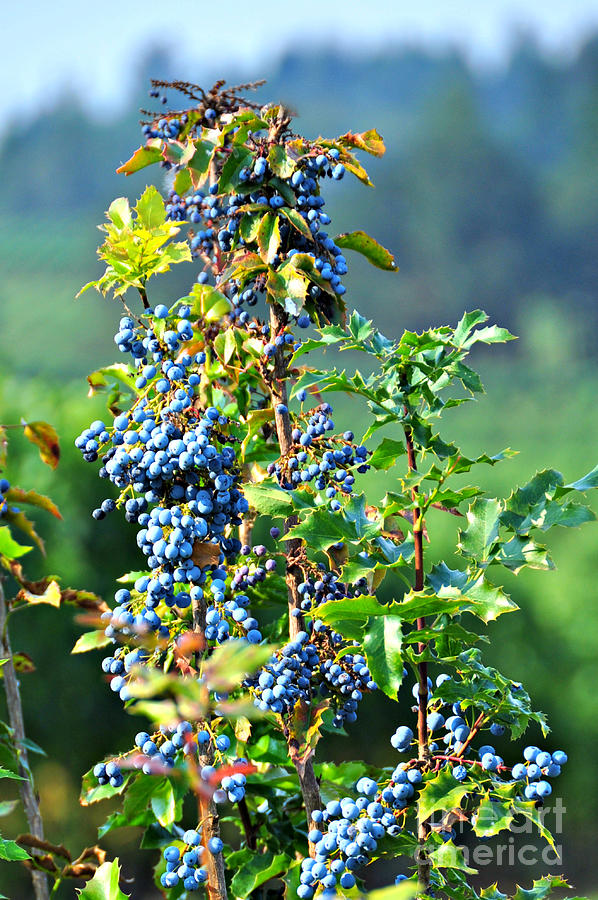 Oregon Grape Photograph by Mindy Bench