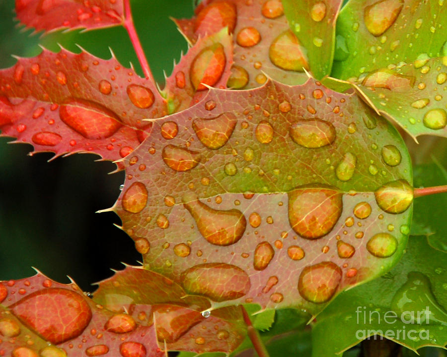 Oregon Grape on a Rainy Day Photograph by Chuck Flewelling