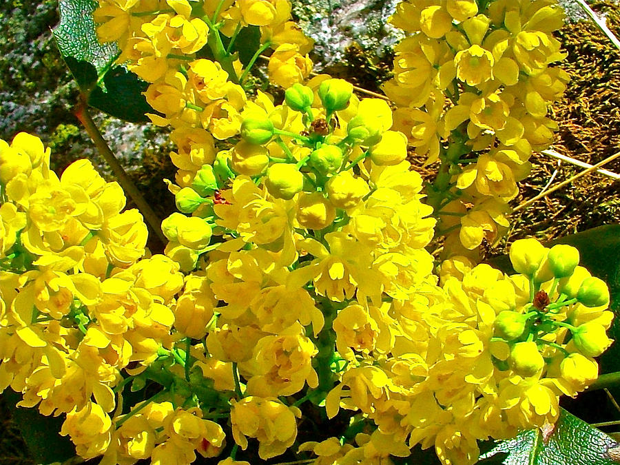 Oregon Grape on Iron Creek Trail in Sawtooth National Recreation Area-Idaho Photograph by Ruth Hager