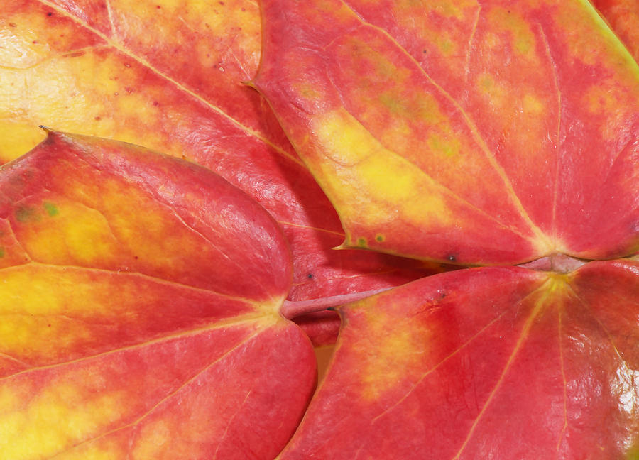 Fall Photograph - Oregon Grape or Mahonia aquifolium by Phil And Karen Rispin