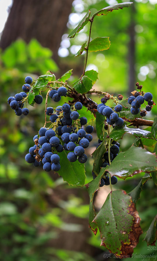 Oregon Grape Understory Photograph by Aaron Burrows