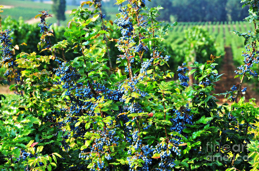 Oregon Grapes Photograph by Mindy Bench