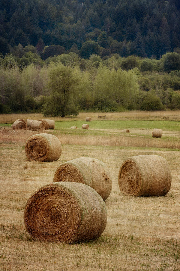 Landscape Photograph - Oregon Hay Bales by Carol Leigh