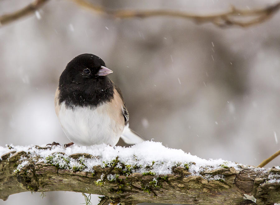 Oregon Junco in Snow getting cold feet Photograph by Jean Noren