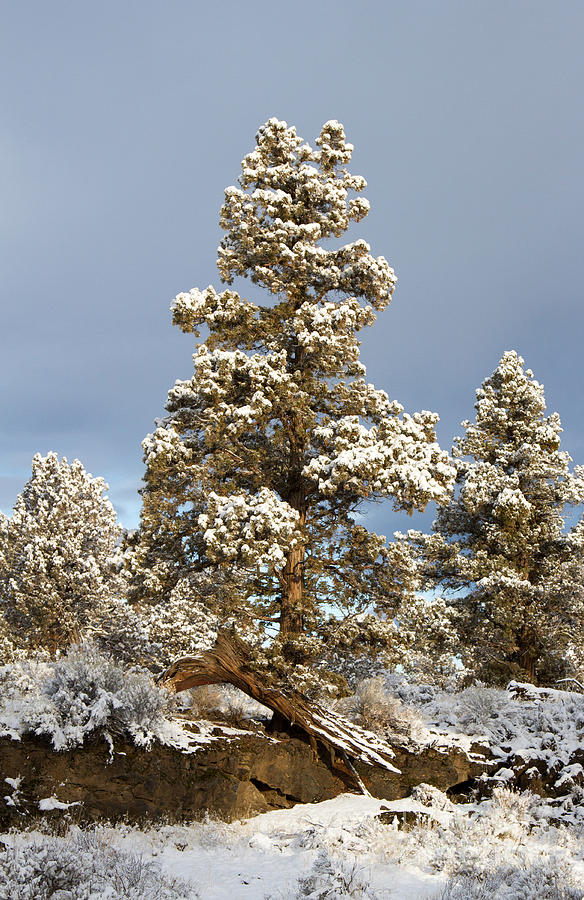 Oregon Juniper Trees Photograph by Chris Scroggins