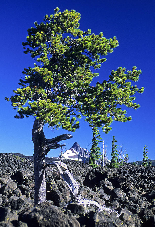 Oregon Lava Fields Photograph by Doug Davidson