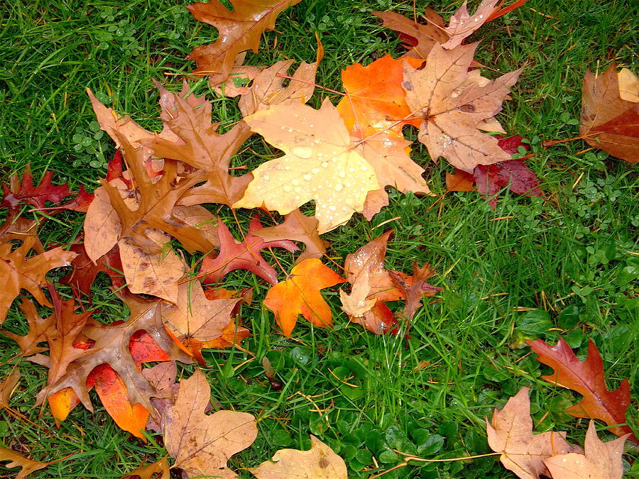 Oregon Leaves Photograph by Claire McGee - Fine Art America