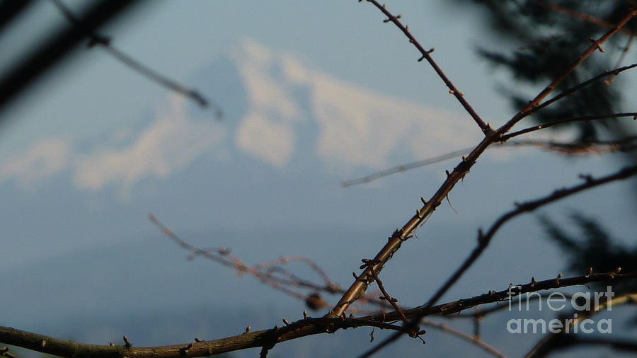 Oregon Nature Frames Mountain Photograph by Susan Garren