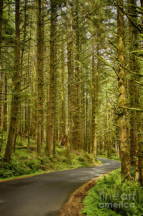 Oregon Old Growth Forest Photograph by Carrie Cranwill
