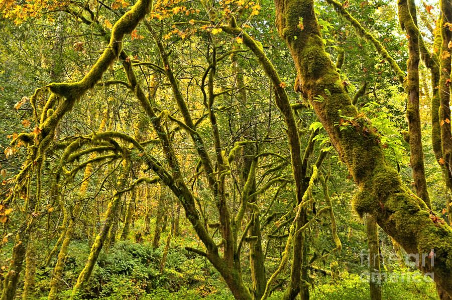 Silver Falls Photograph - Oregon Rainforest by Adam Jewell