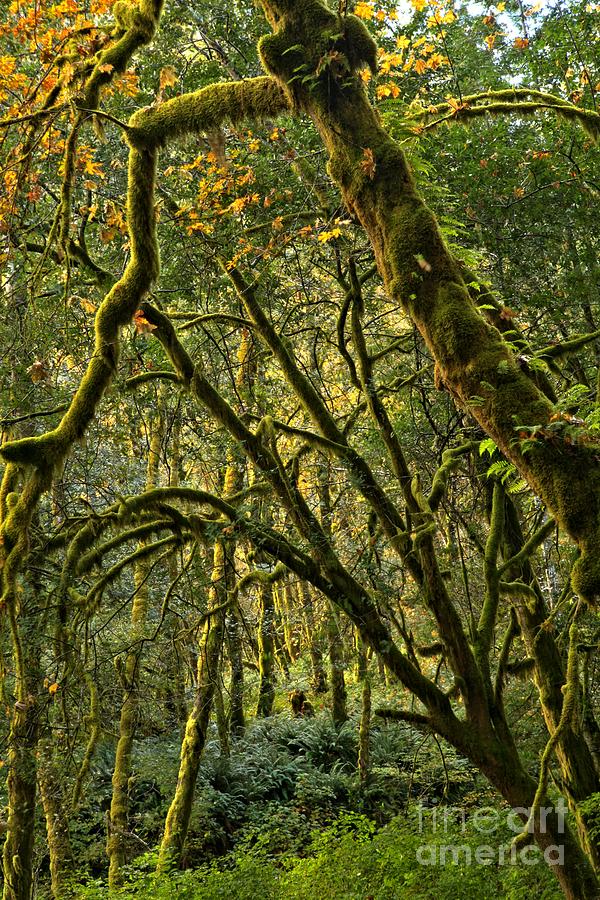 Oregon Rainforest Green Photograph by Adam Jewell